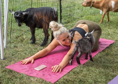 Toronto, Ontario/Canada - May 16, 2018: Goat yoga is a growing and popular discipline where baby goats have free rein to come and interact with participants during practice.