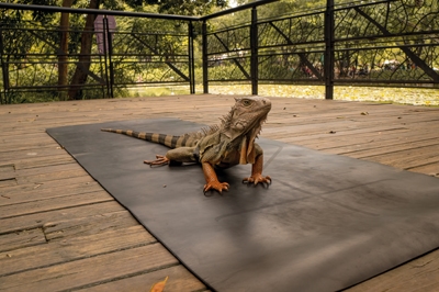 Iguana resting on a yoga mat in the park