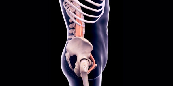 The psoas muscle