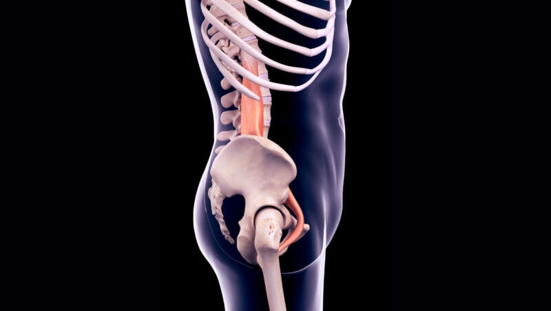 The psoas muscle