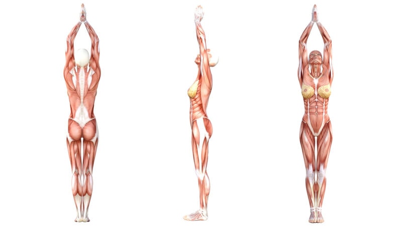 Yoga Anatomy: Upward Salute Pose