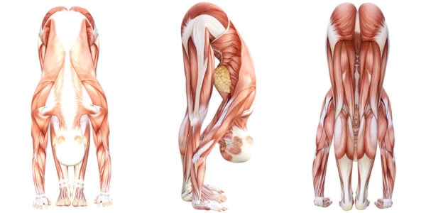 Yoga Anatomy: Standing Forward Bend Pose