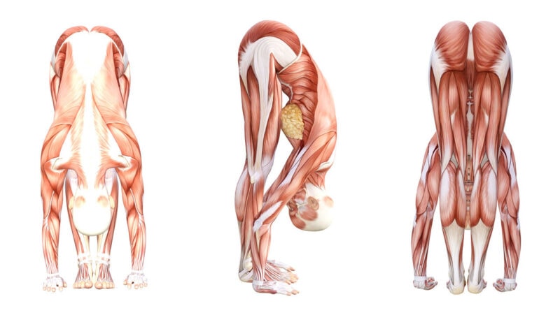 Yoga Anatomy: Standing Forward Bend Pose