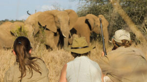 safari yoga retreat