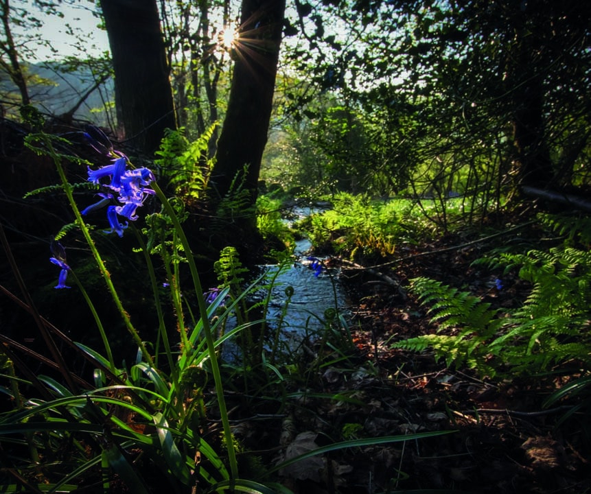 Forest Retreats