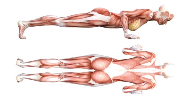 Yoga Anatomy: Four Limb Staff Pose (Chatturanga Dandasana)