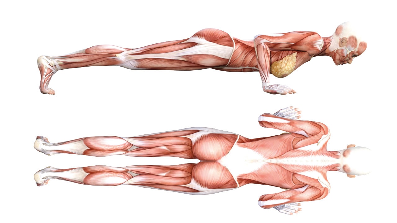 Yoga Anatomy: Four Limb Staff Pose (Chatturanga Dandasana) Yoga Anatomy: Four Limb Staff Pose (Chatturanga Dandasana)