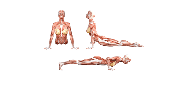 Yoga Anatomy: Upward-Facing Dog and Cobra