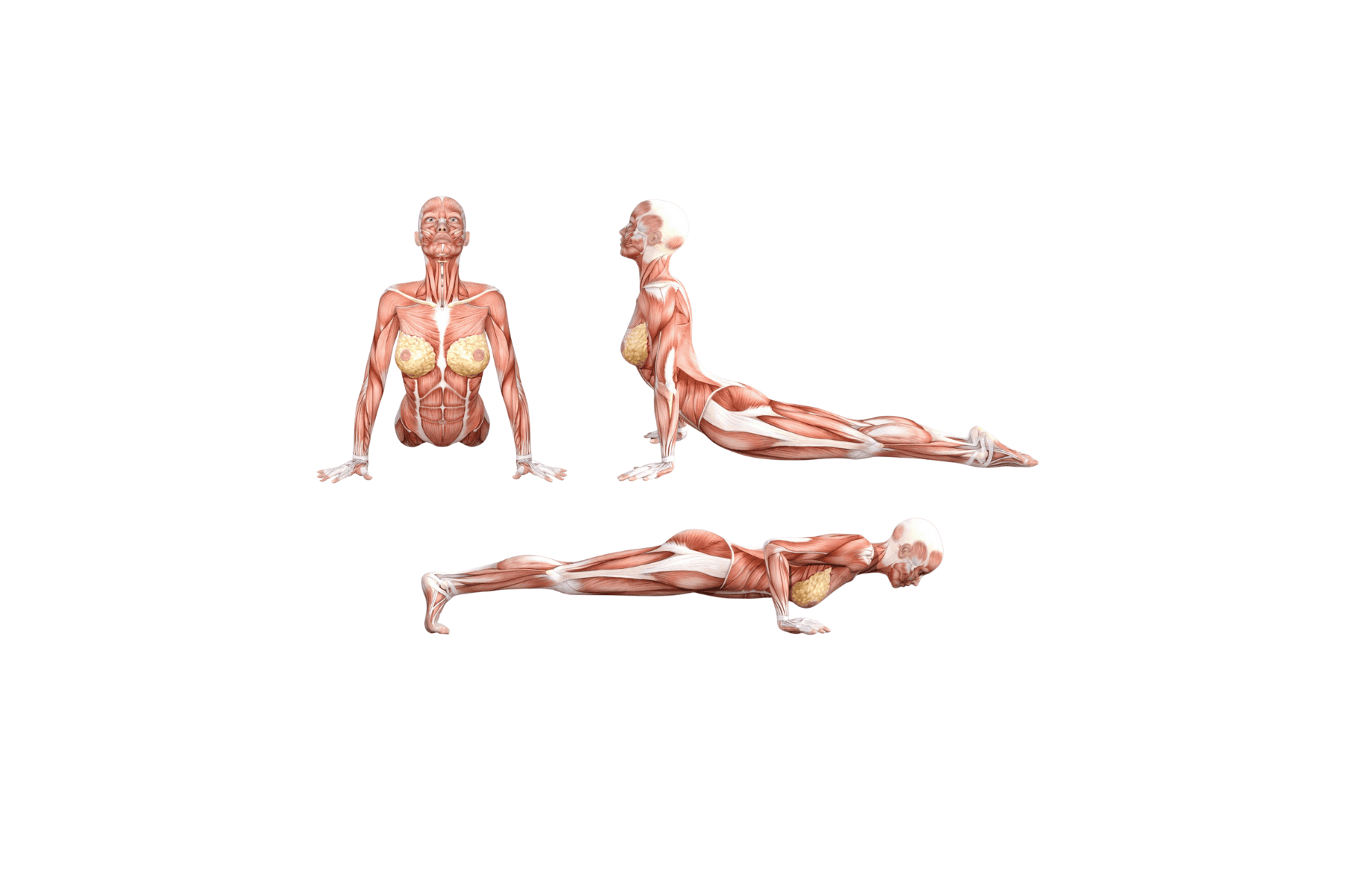 Yoga Anatomy: Upward-Facing Dog and Cobra Yoga Anatomy: Upward-Facing Dog and Cobra