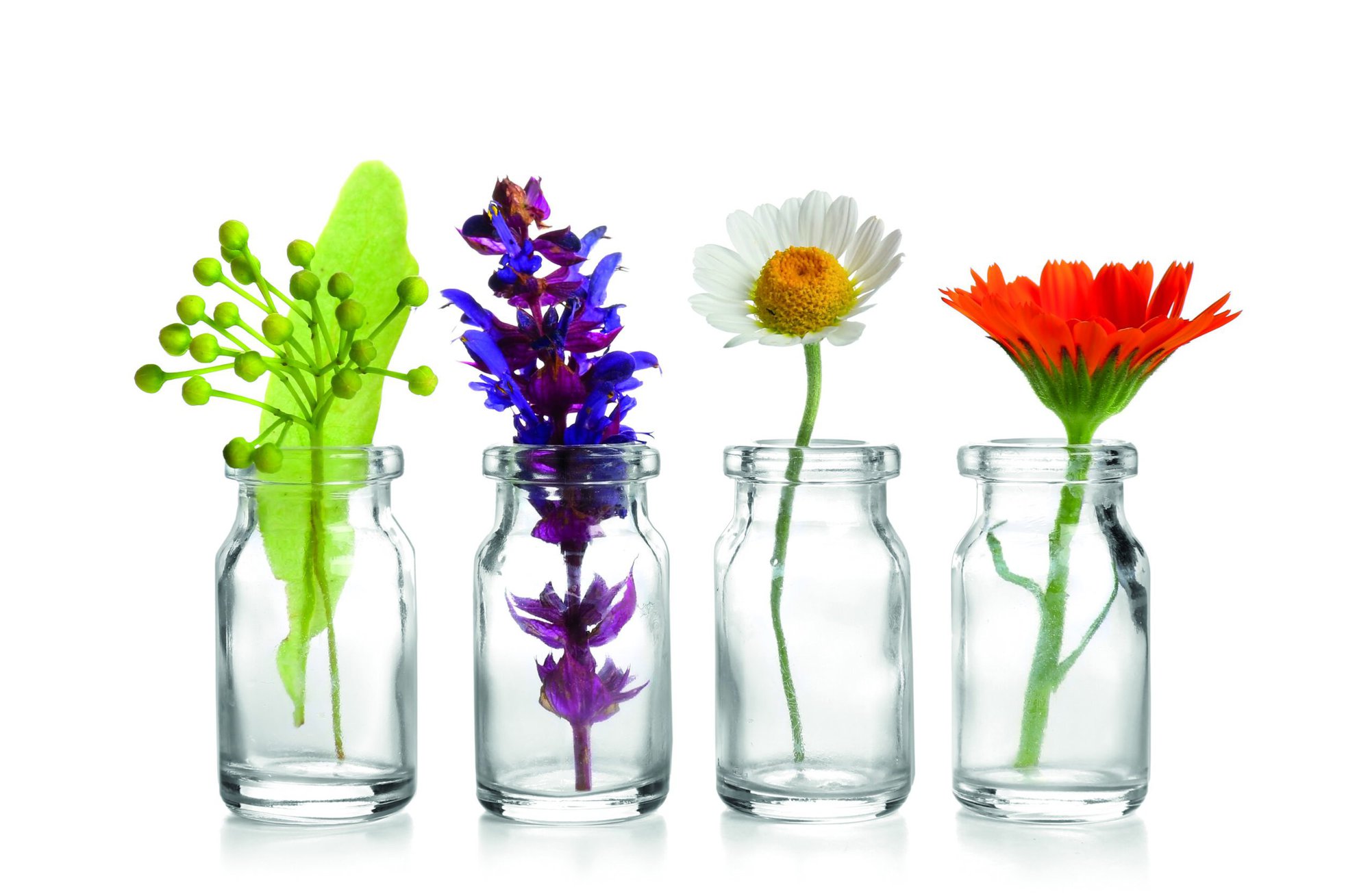 Different healing flowers in small glass bottles on white background