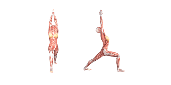 Yoga Anatomy: Warrior I