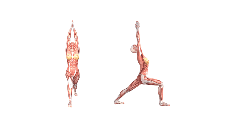 Yoga Anatomy: Warrior I