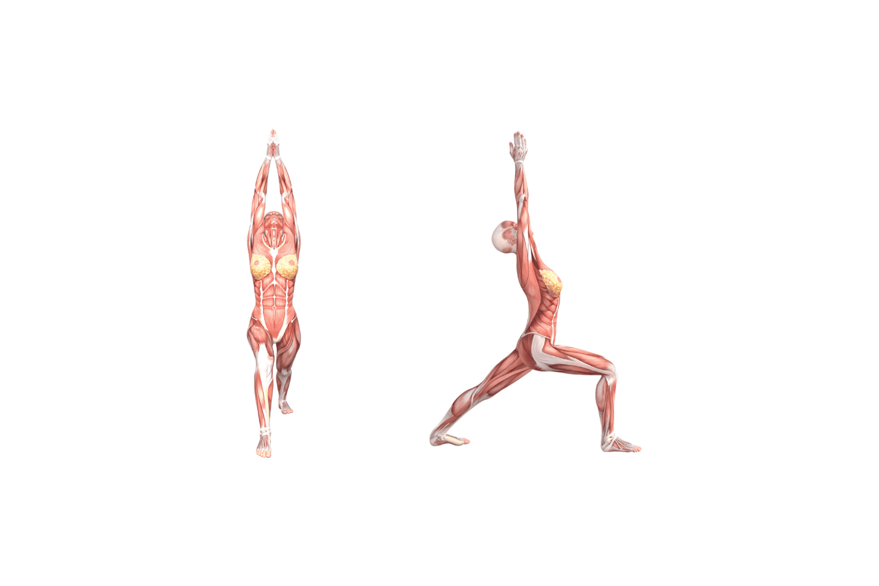 Yoga Anatomy: Warrior I (Virabhadrasana I) Yoga Anatomy: Warrior I