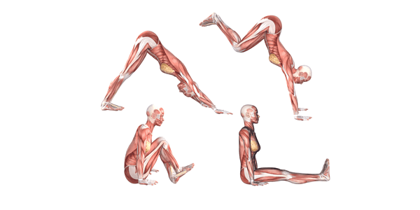 Yoga Anatomy: Jumping Through From Downward Dog