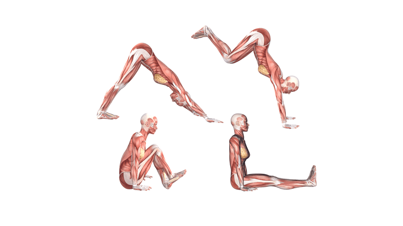 Yoga Anatomy: Jumping Through From Downward Dog