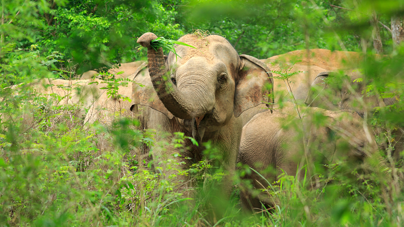 Yoga and elephants