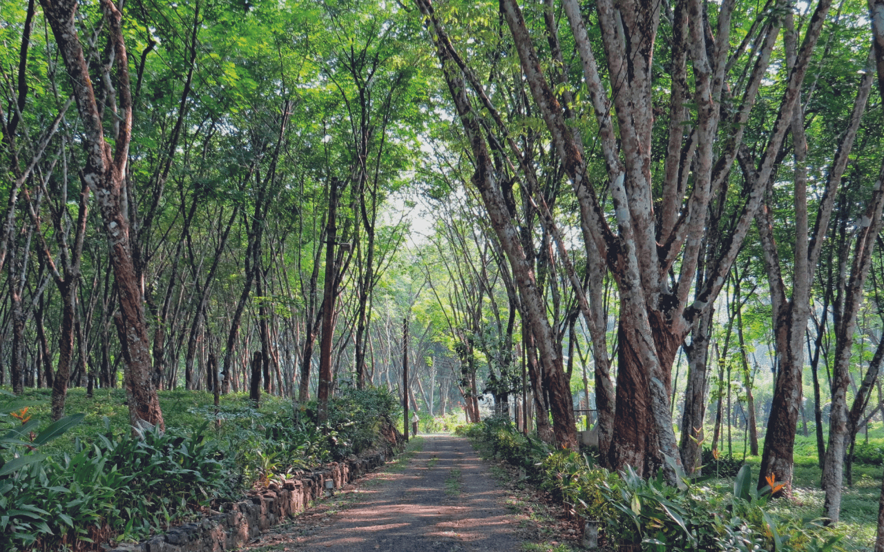 Sri Lankan Retreat