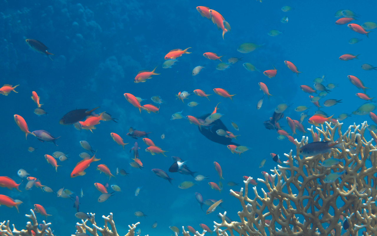 Red Sea Diving Safari (1)