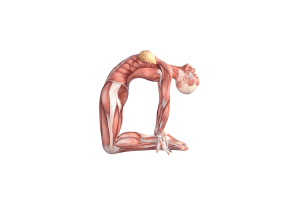 Camel Pose (Ustrasana)