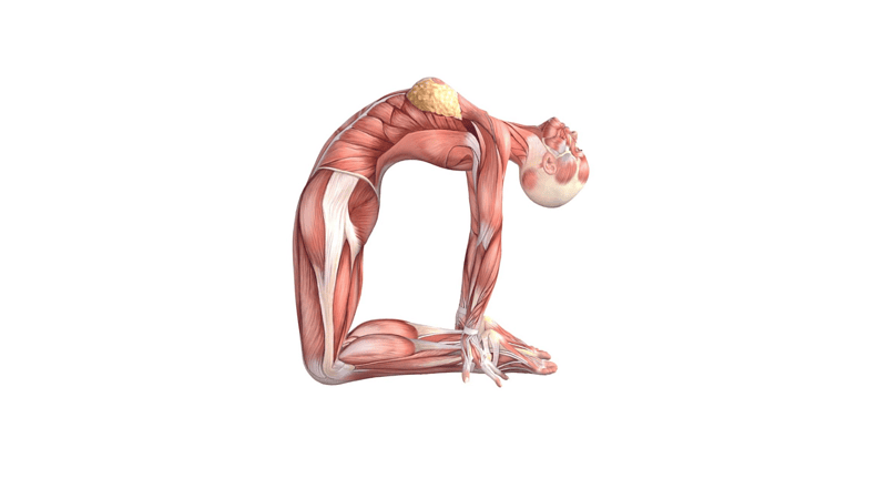 Camel Pose (Ustrasana)