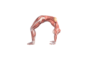 Wheel Pose (Urdhva Dhanurasana)