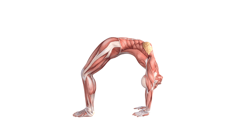 Wheel Pose (Urdhva Dhanurasana)