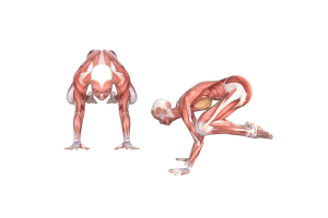 Crow Pose (Kakasana)