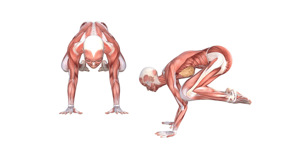 Crow Pose (Kakasana)