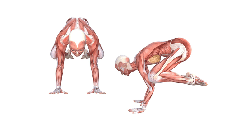 Crow Pose (Kakasana)