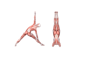 Shoulder Stand Pose (Sarvangasana)