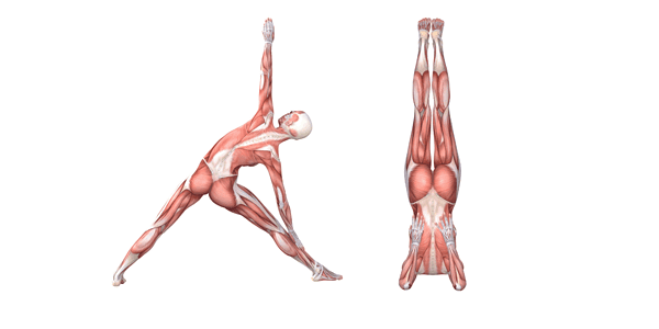 Shoulder Stand Pose (Sarvangasana)