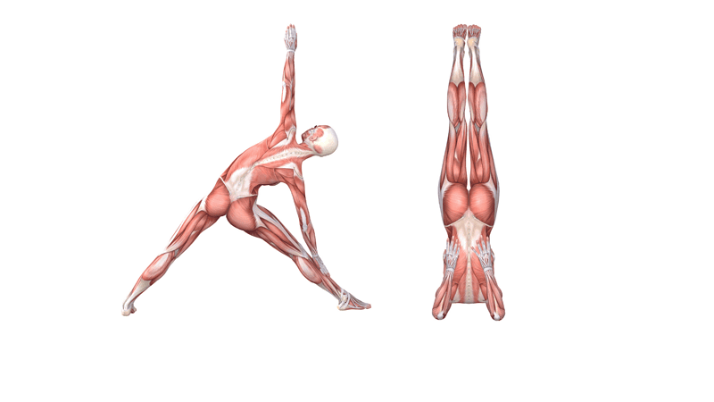 Shoulder Stand Pose (Sarvangasana)