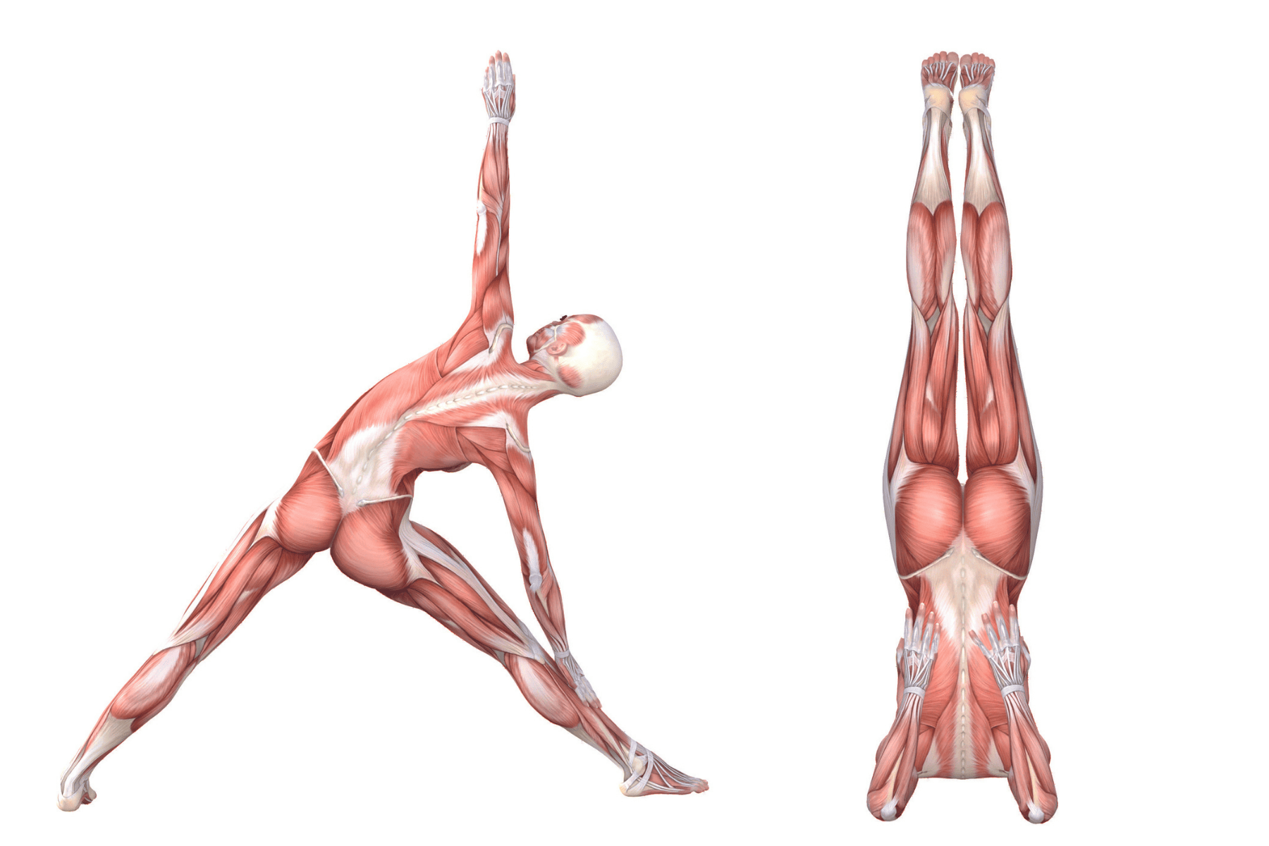 Shoulder Stand Pose (Sarvangasana)