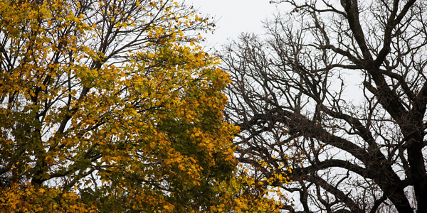 Yoga to Honour Nature’s Dormant Period