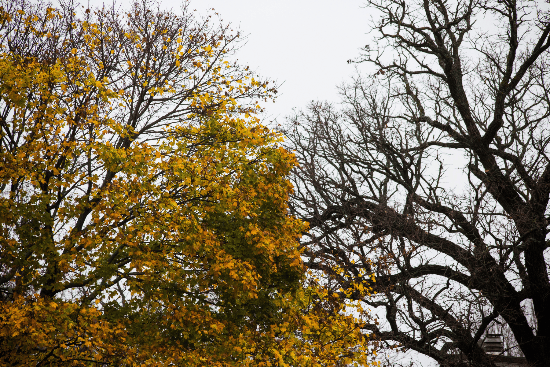Yoga to Honour Nature’s Dormant Period Yoga to Honour Nature’s Dormant Period