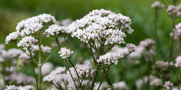 Can Valerian Help with Anxiety?