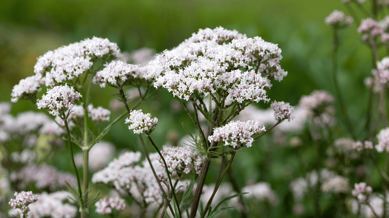 Can Valerian Help with Anxiety?