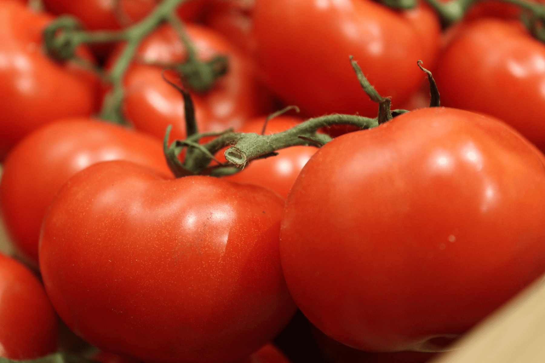 Ayurveda hates tomatoes … or does it? Ayurveda Hates Tomatoes … or Does It?