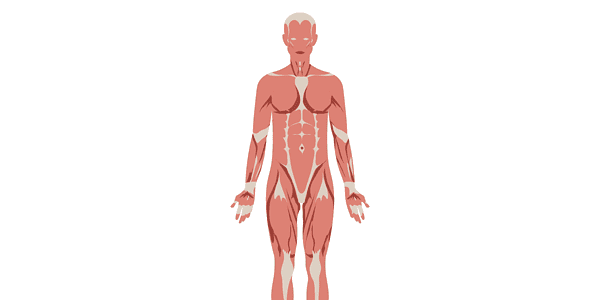 Benefits of Yoga on Muscular Health