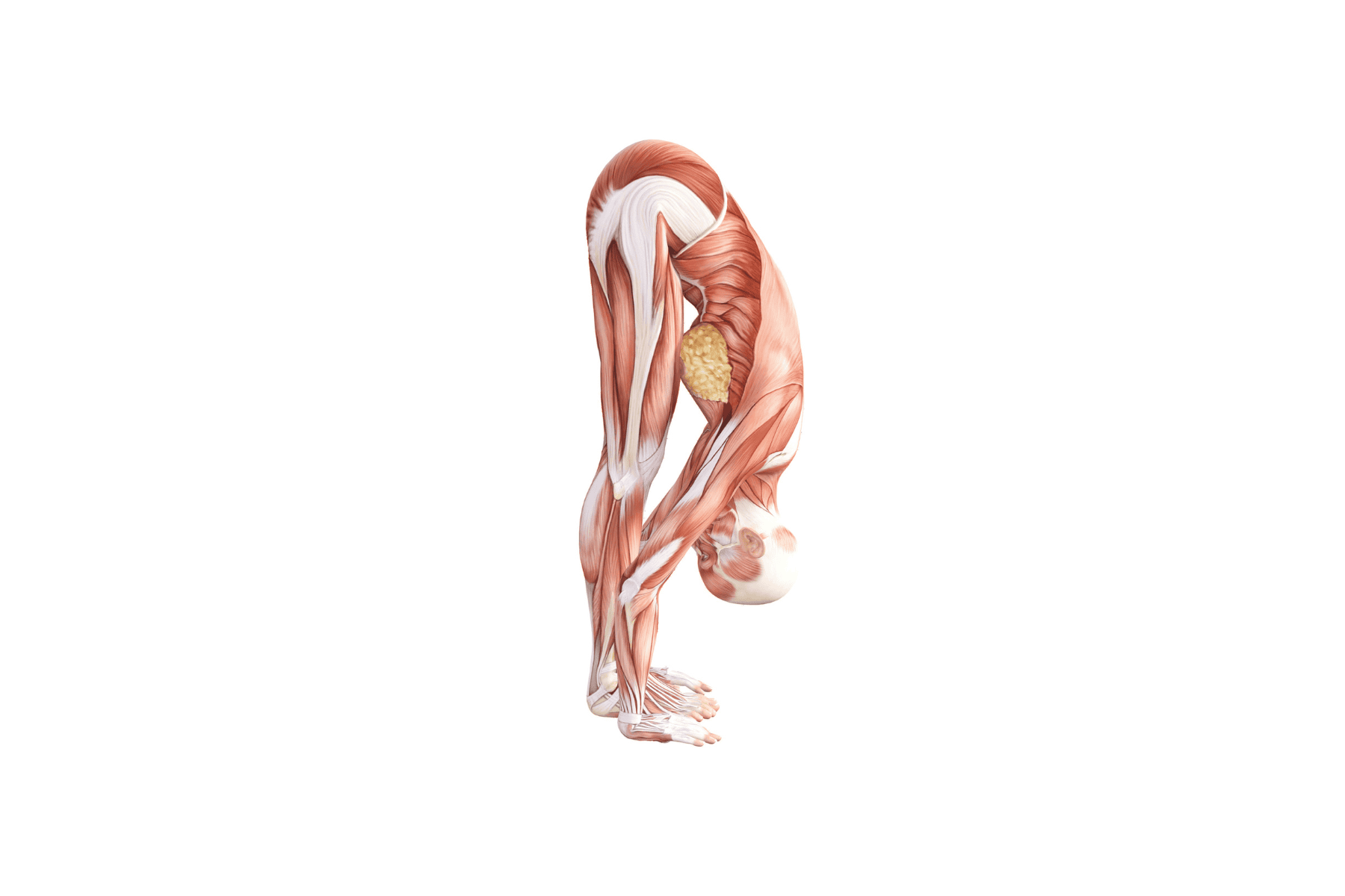 Yoga Anatomy: Standing Forward Bend Pose (Uttanasana) Standing Forward Bend Pose (Uttanasana)