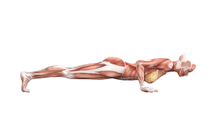 Chatturanga Dandasana