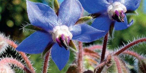Borage