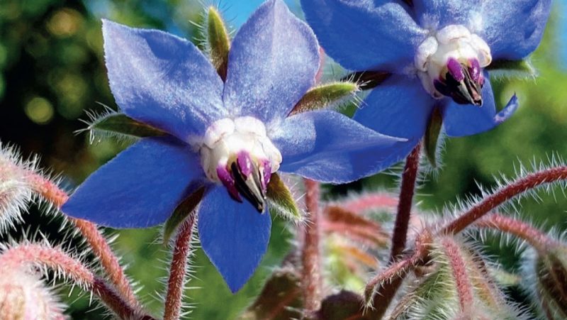 Borage