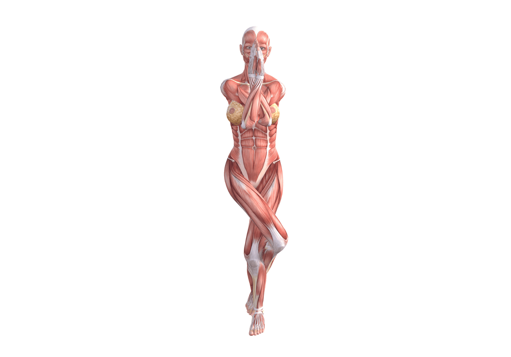 Yoga Anatomy: Eagle Pose (Garudasana)