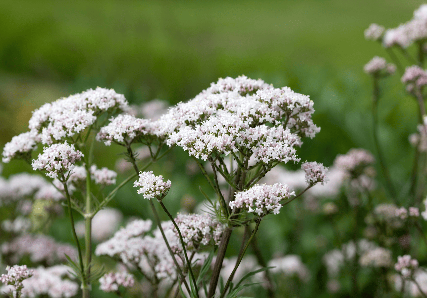 Can Valerian Help with Anxiety?