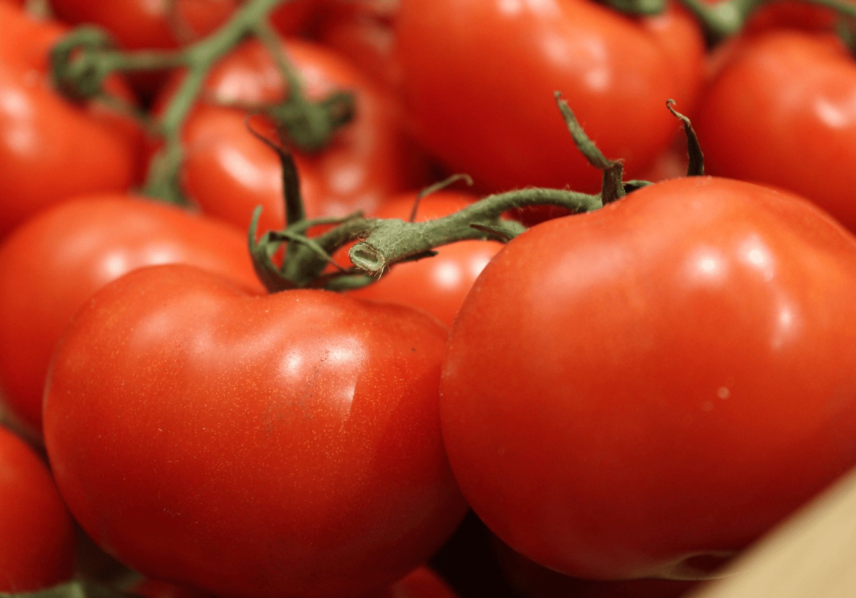 Ayurveda Hates Tomatoes … or Does It?