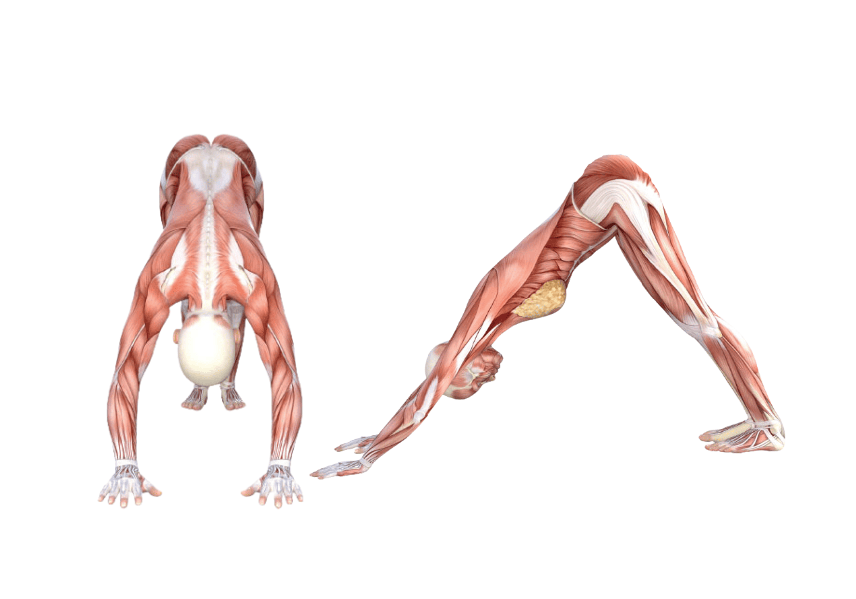 Downward-Facing Dog (Adho Mukha Svanasana)