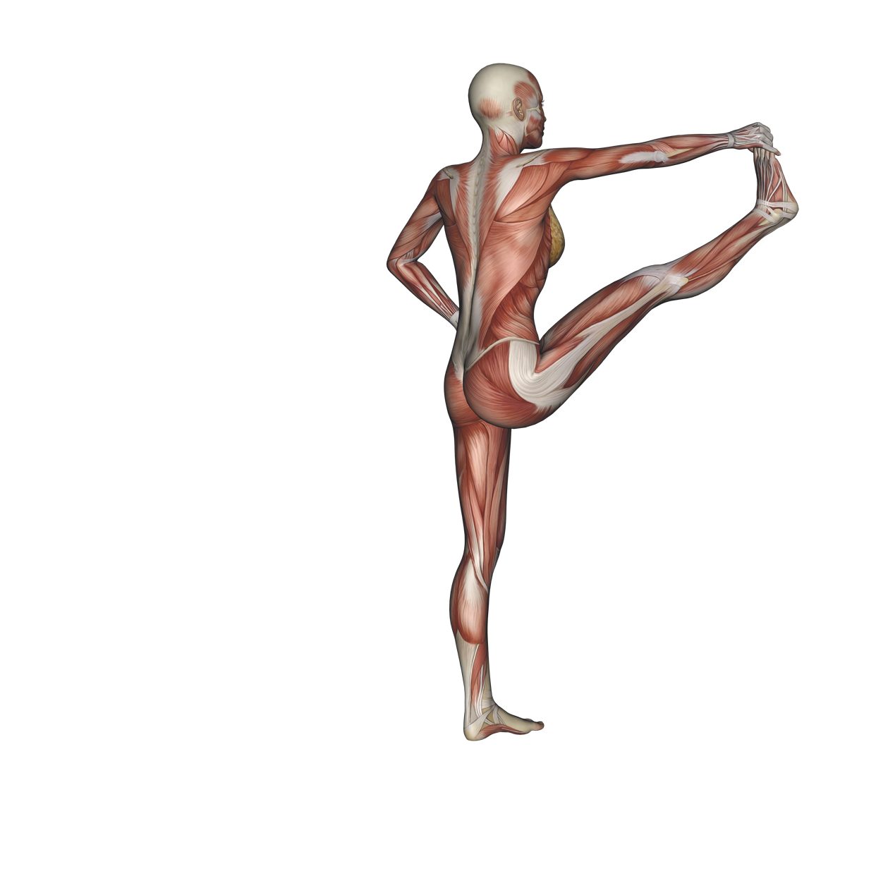 Standing big-toe hold pose - Yoga anatomy
