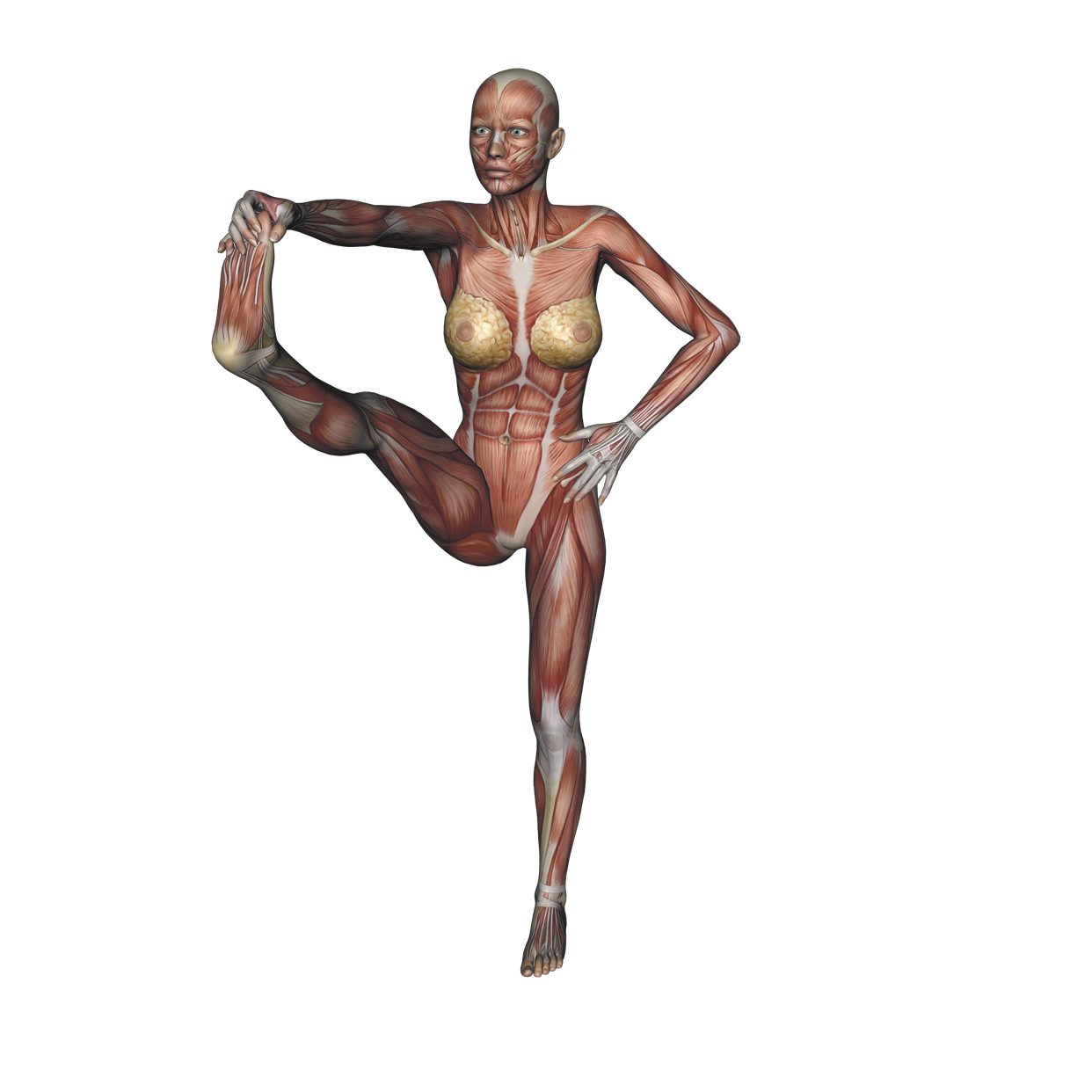 Standing big-toe hold pose Yoga anatomy