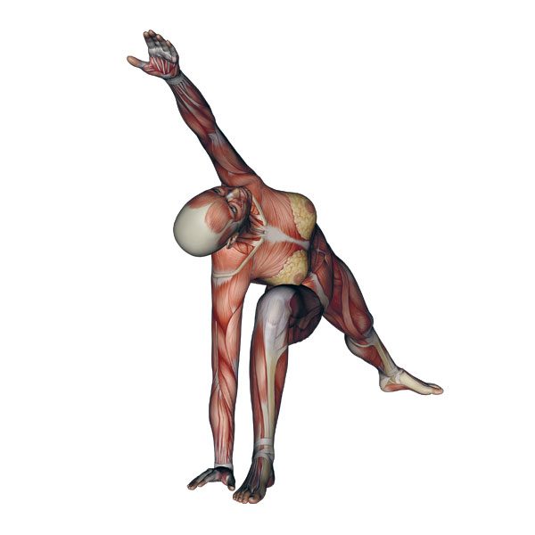 Extended Side Angle Pose - Yoga Anatomy